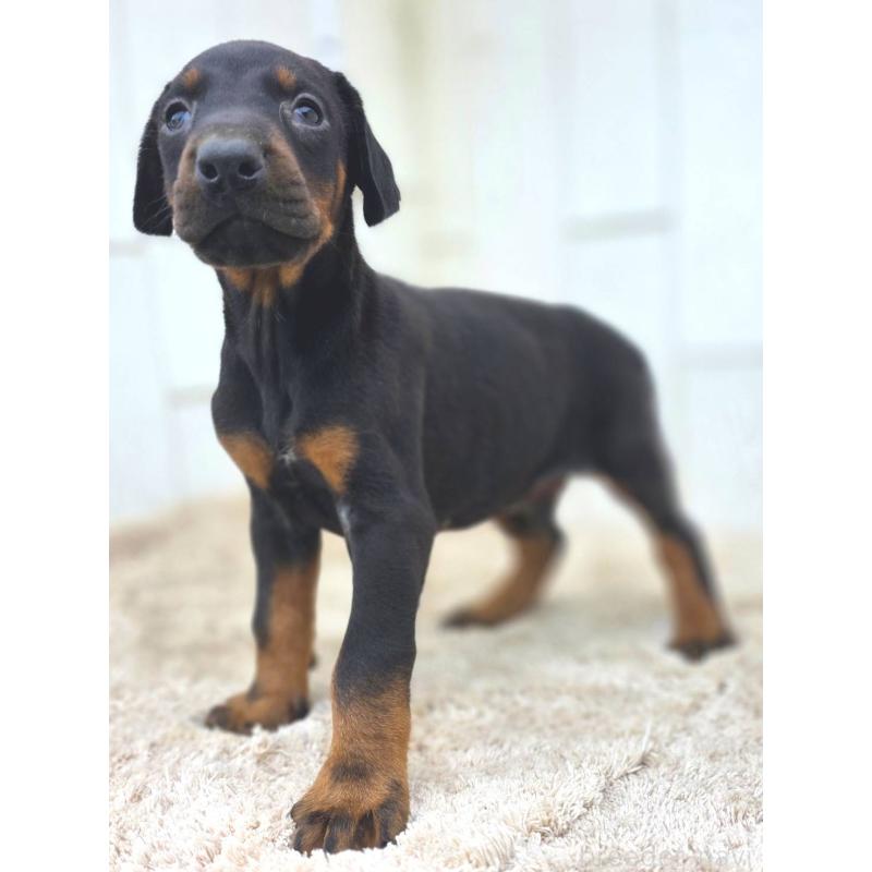 成約済の茨城県のドーベルマン-445776の7枚目