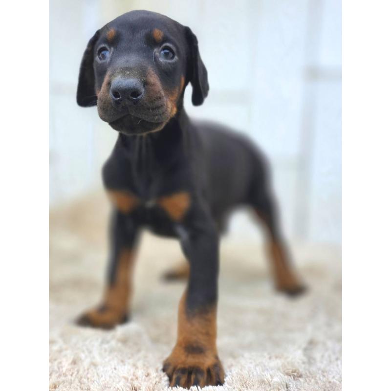 成約済の茨城県のドーベルマン-445776の6枚目