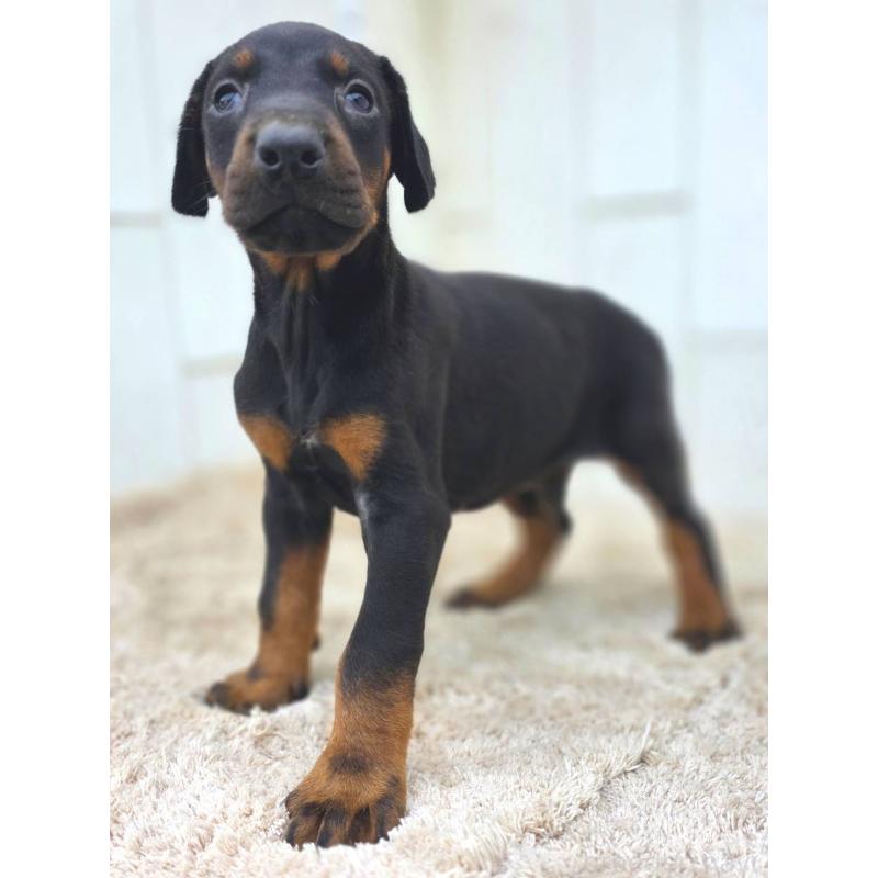 成約済の茨城県のドーベルマン-445776の5枚目