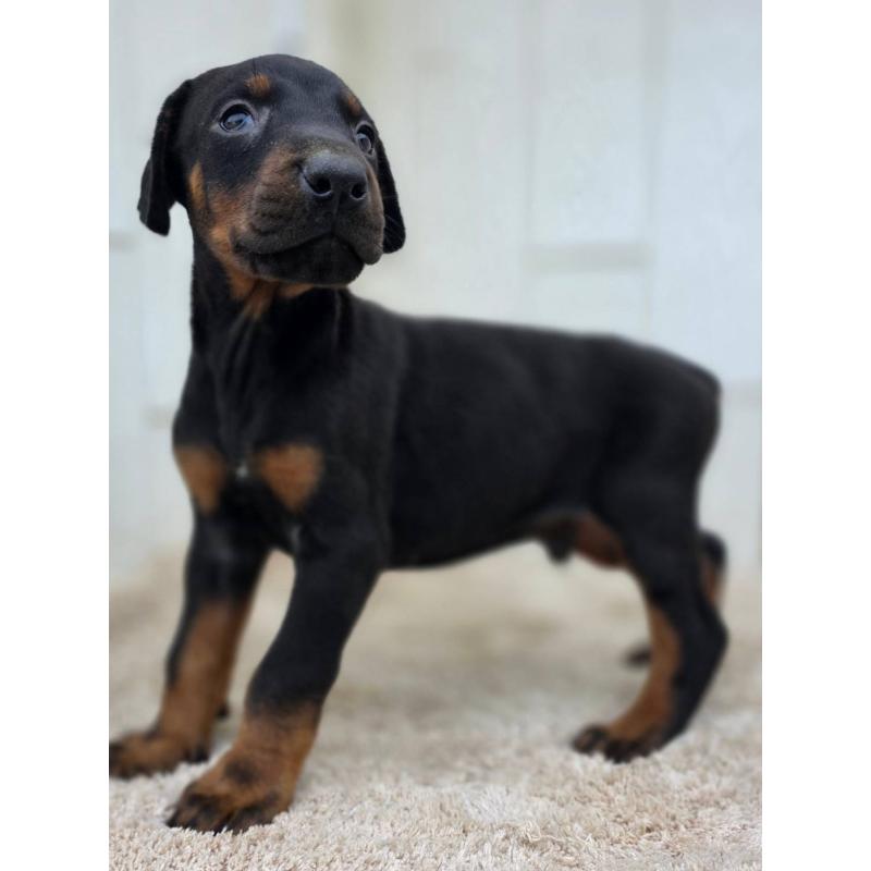 成約済の茨城県のドーベルマン-445776の4枚目