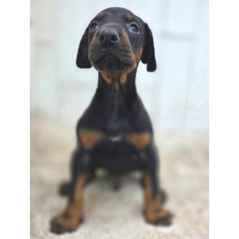 成約済の茨城県のドーベルマン-445776の3枚目