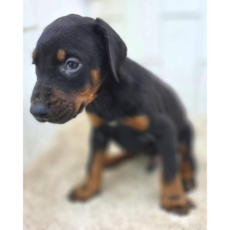 成約済の茨城県のドーベルマン-445776の2枚目