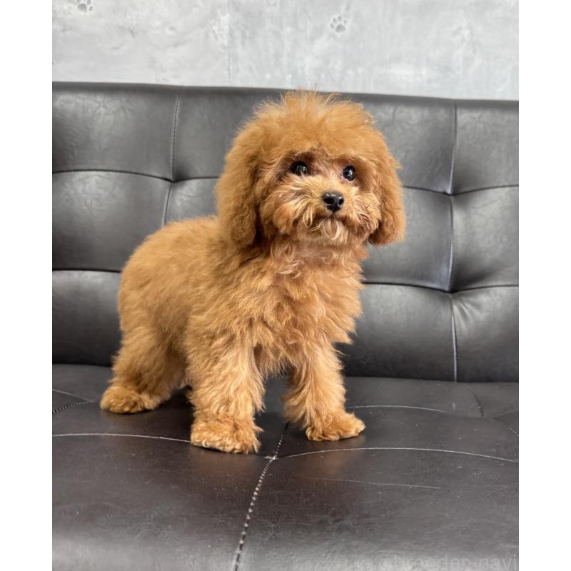 販売中の茨城県のトイプードル-435308の3枚目