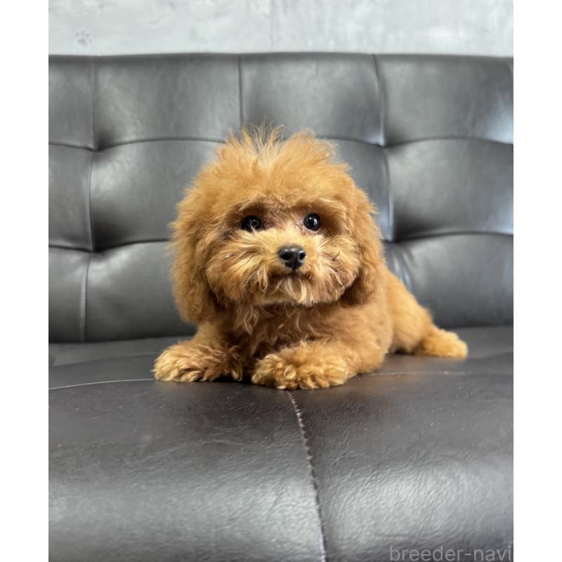 販売中の茨城県のトイプードル-435308の2枚目