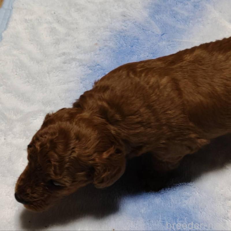 販売中の徳島県のトイプードル-445872の3枚目