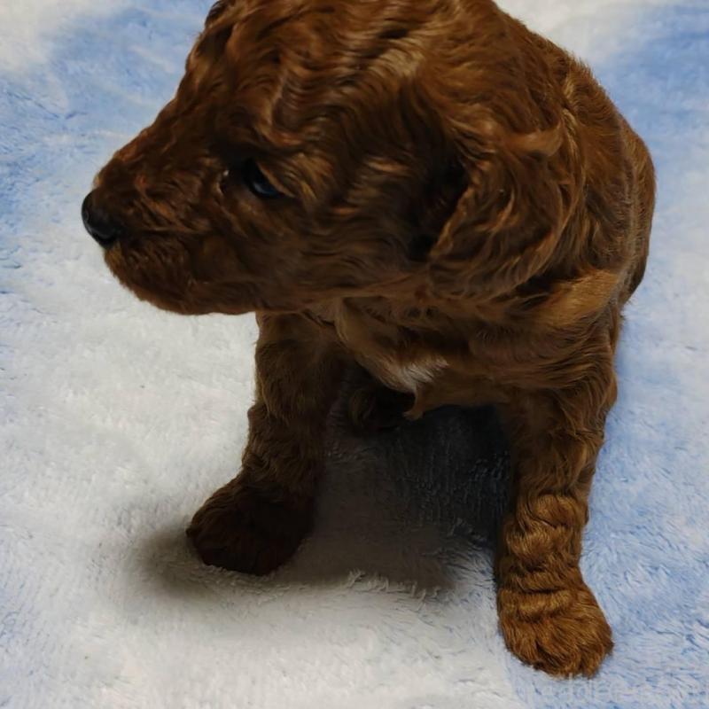 販売中の徳島県のトイプードル-445872の2枚目