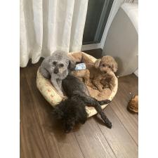 中嶋愛羅ブリーダー