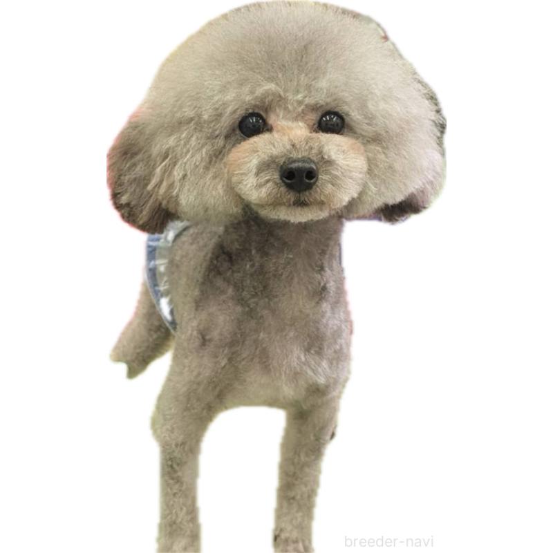 中嶋愛羅ブリーダーの詳細