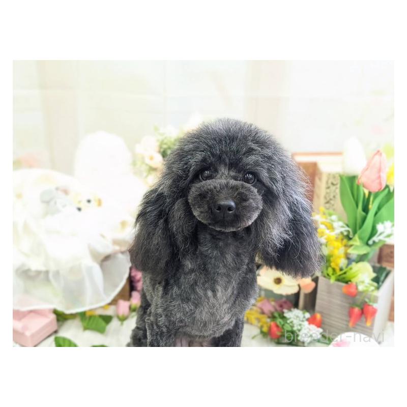 中嶋愛羅ブリーダーの詳細