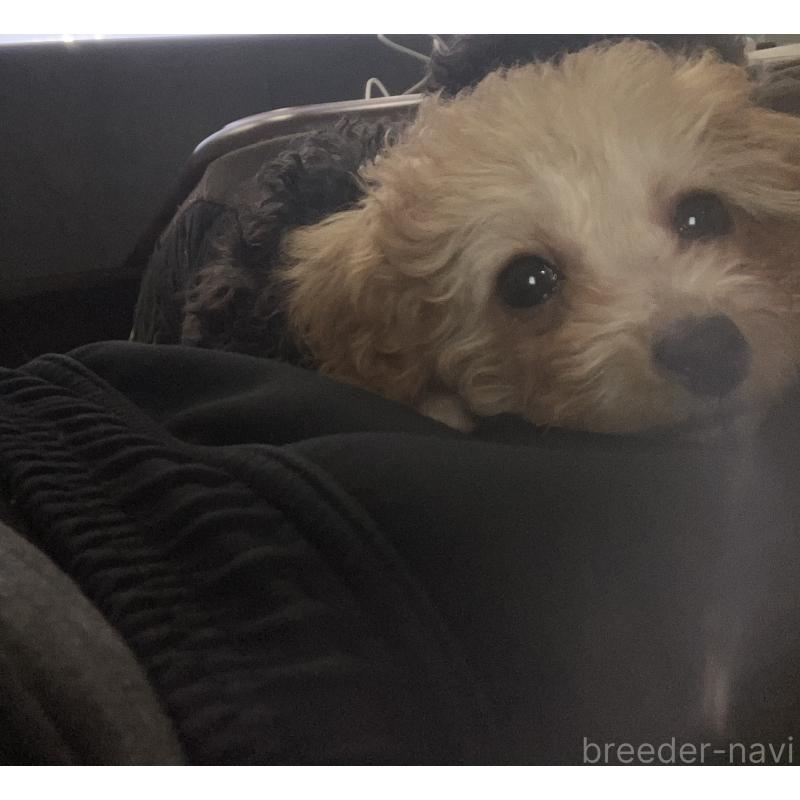 中嶋愛羅ブリーダーの詳細