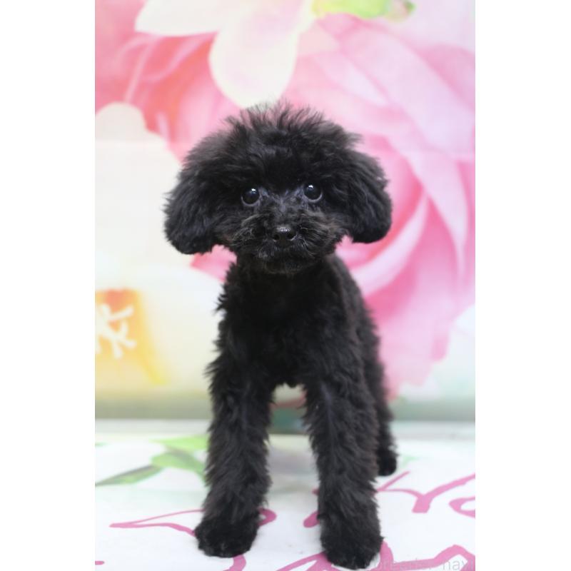 販売中の千葉県のティーカッププードル-424643の10枚目