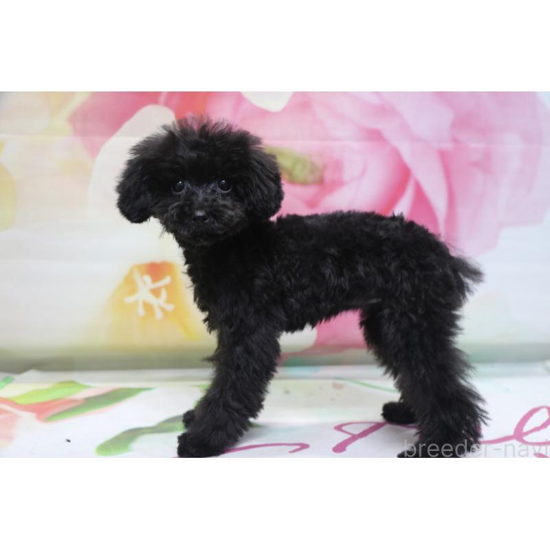 販売中の千葉県のティーカッププードル-424643の9枚目