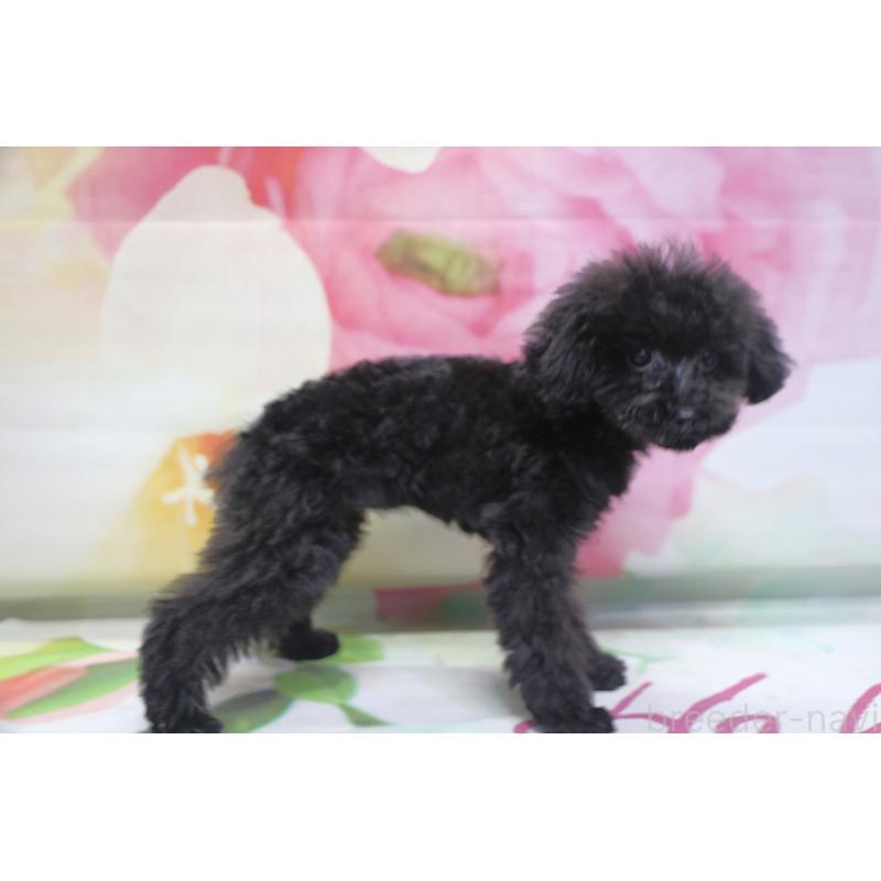 販売中の千葉県のティーカッププードル-424643の8枚目