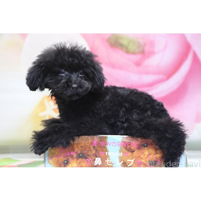 販売中の千葉県のティーカッププードル-424643の7枚目