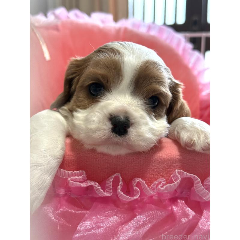 販売中の茨城県のキャバリアキングチャールズスパニエル-442255の4枚目