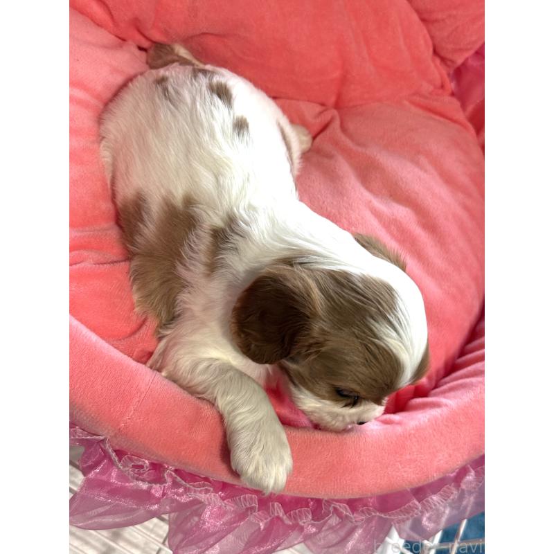 販売中の茨城県のキャバリアキングチャールズスパニエル-442255の3枚目