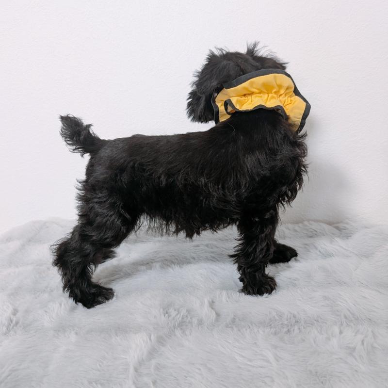 商談中の長崎県のミニチュアシュナウザー-445022の2枚目