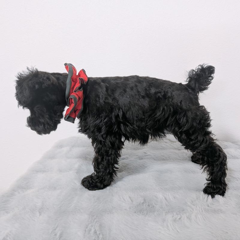 販売中の長崎県のミニチュアシュナウザー-445021の10枚目