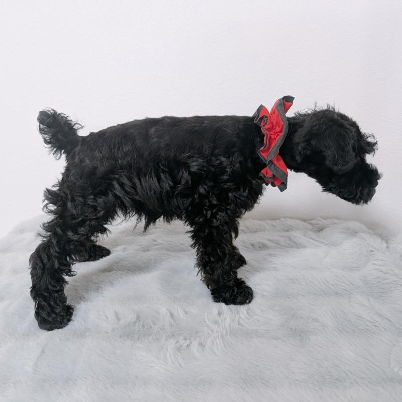 販売中の長崎県のミニチュアシュナウザー-445021の9枚目