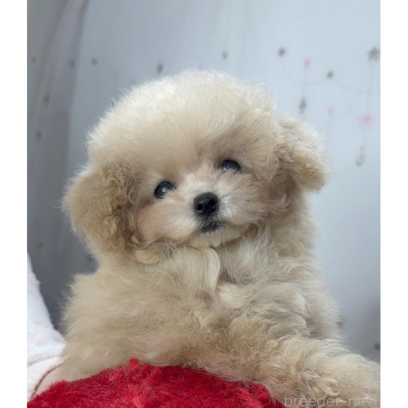 販売中の大阪府のティーカッププードル-444518の16枚目