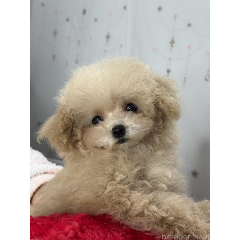 販売中の大阪府のティーカッププードル-444518の15枚目