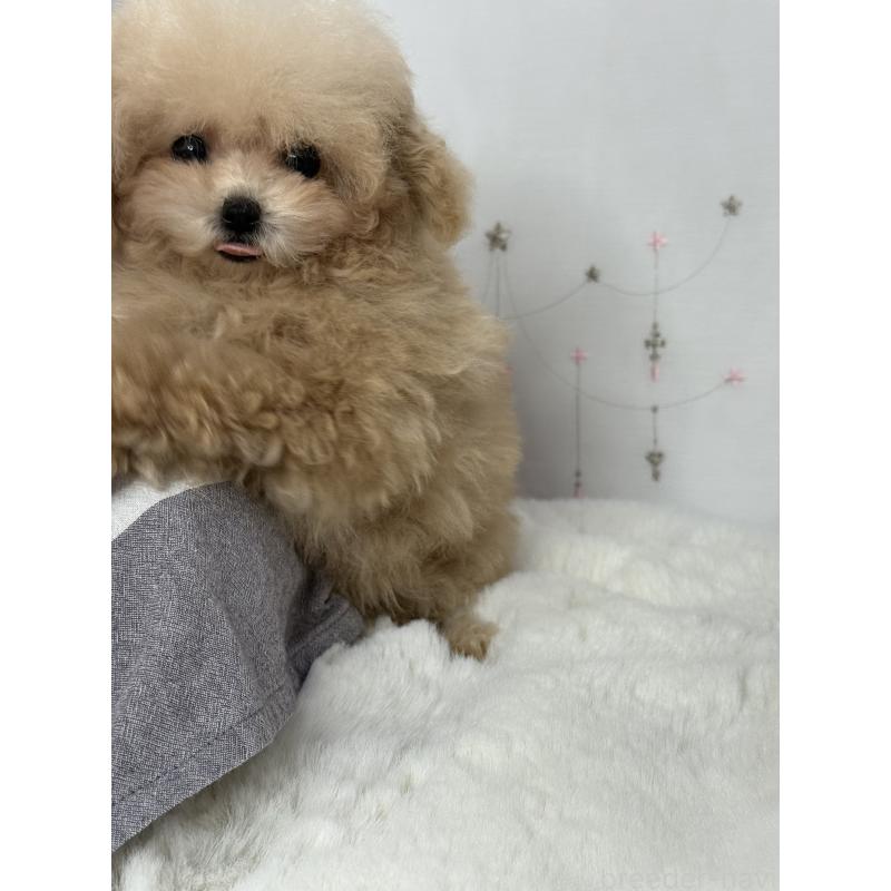 販売中の大阪府のティーカッププードル-444518の14枚目