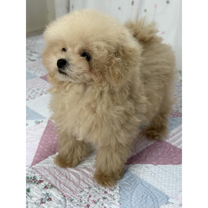 販売中の大阪府のティーカッププードル-444518の13枚目