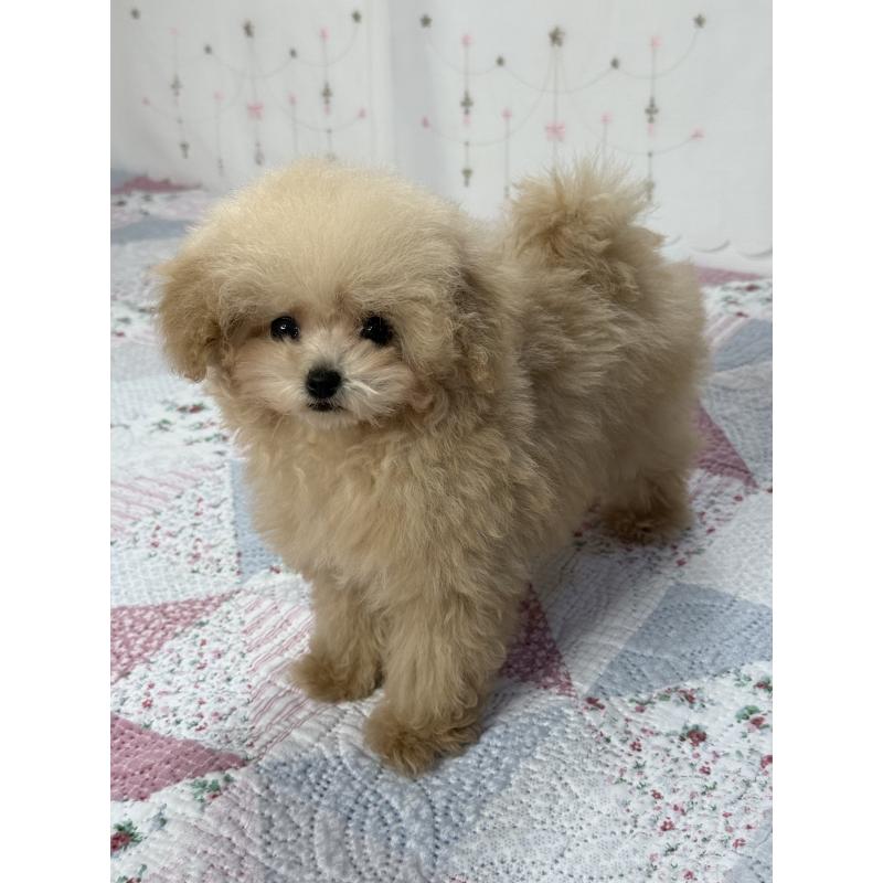 販売中の大阪府のティーカッププードル-444518の12枚目