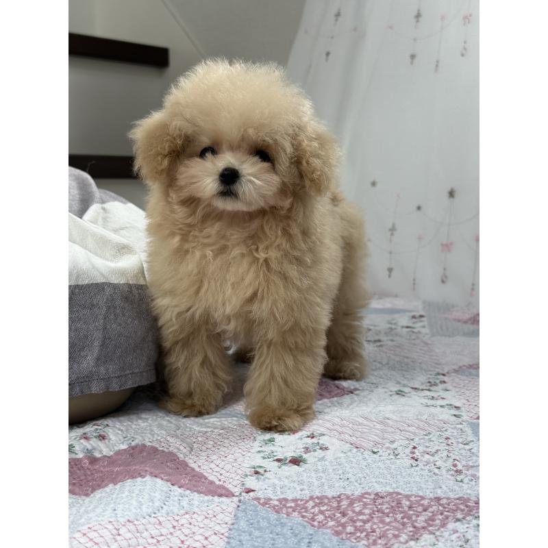 販売中の大阪府のティーカッププードル-444518の11枚目