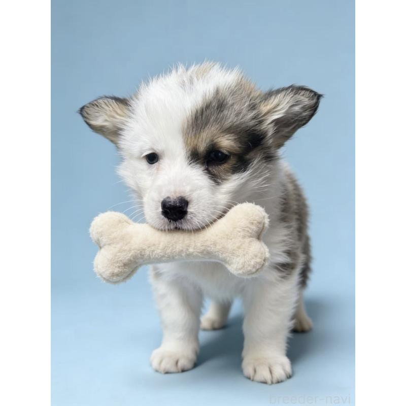 商談中の茨城県のウェルシュコーギーペンブローク-444029の3枚目