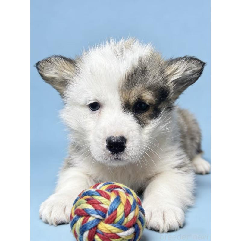 商談中の茨城県のウェルシュコーギーペンブローク-444029の2枚目