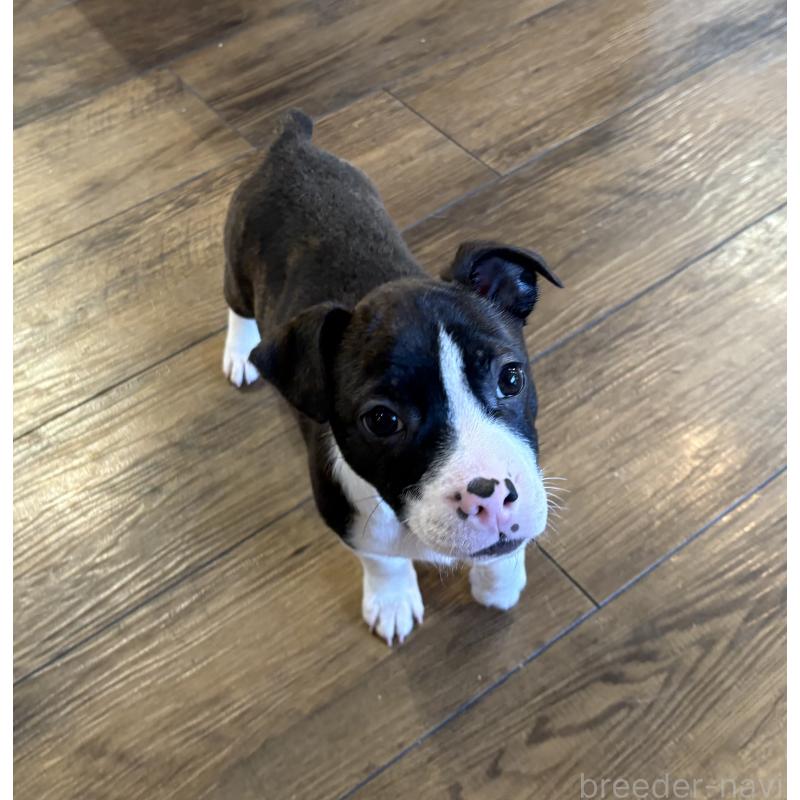 販売中の京都府のミックス犬-434220の4枚目