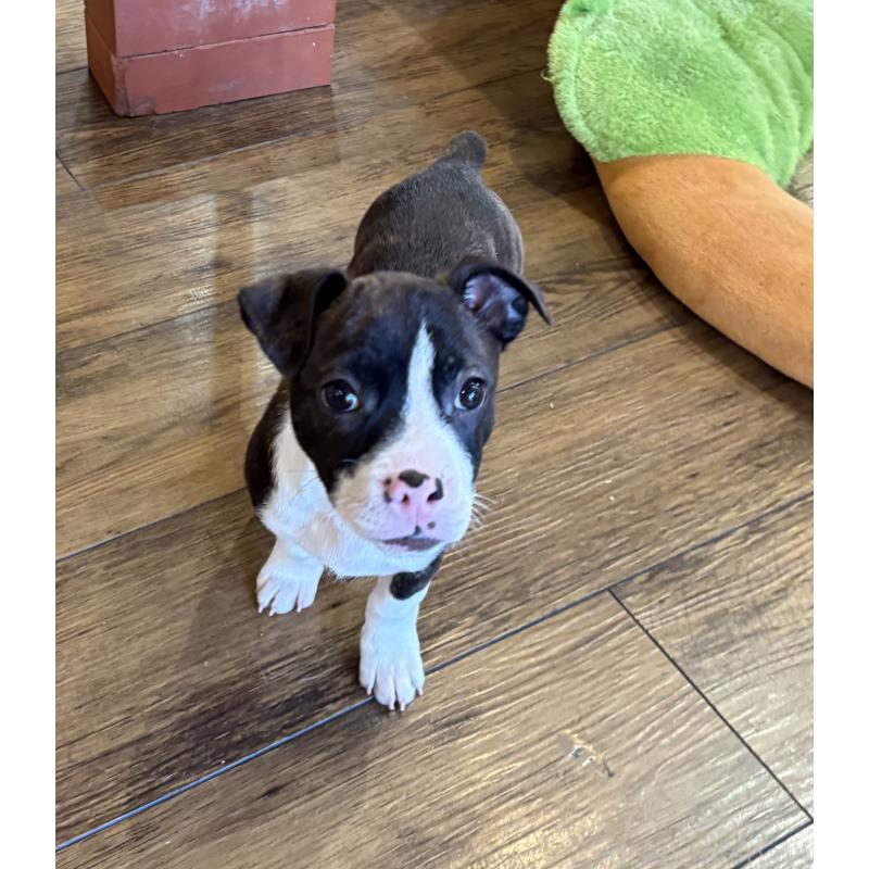 販売中の京都府のミックス犬-434220の3枚目