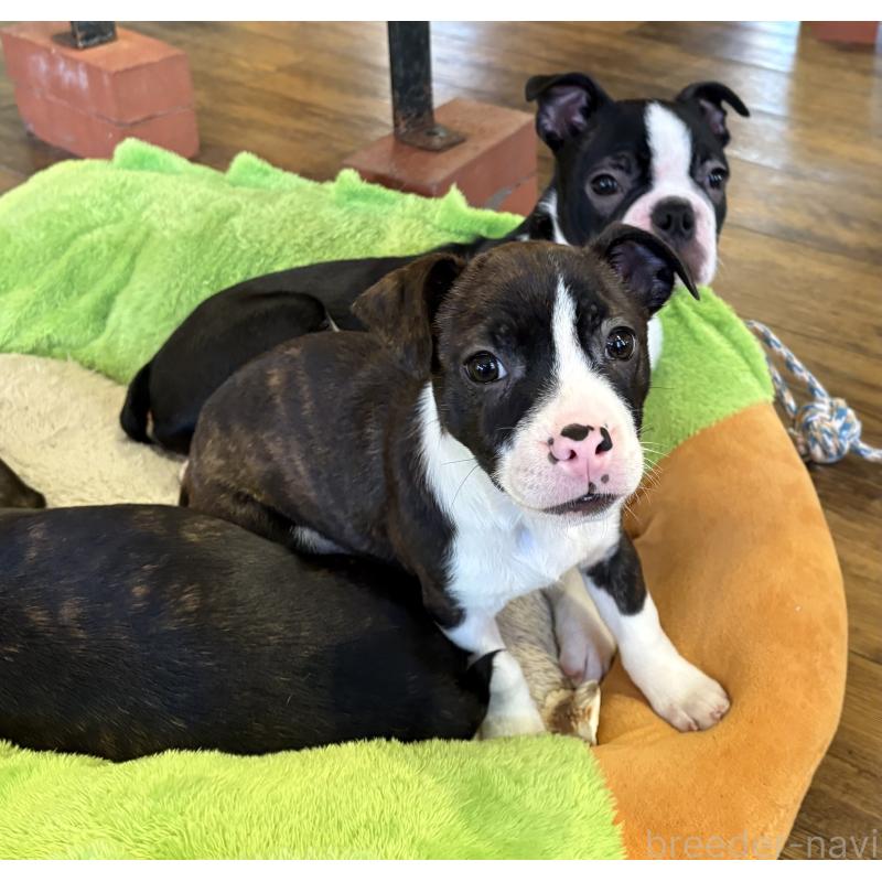 販売中の京都府のミックス犬-434220の2枚目