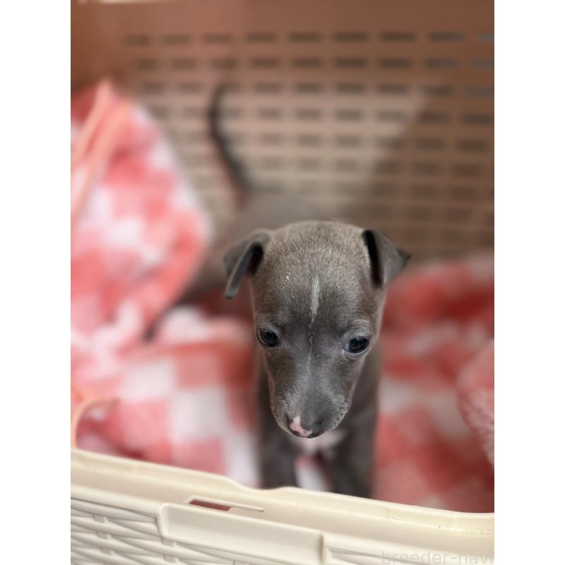 成約済の宮崎県のイタリアングレーハウンド(イタグレ)-442638の6枚目