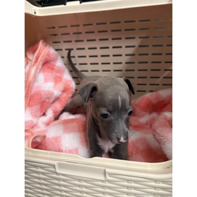 成約済の宮崎県のイタリアングレーハウンド(イタグレ)-442638の5枚目