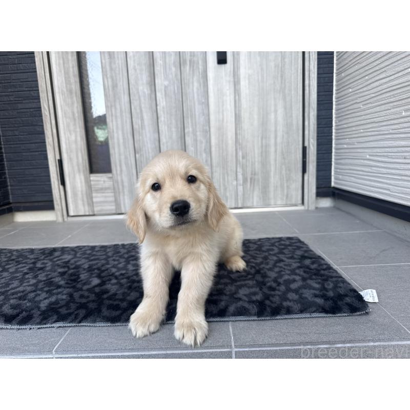 成約済の静岡県のゴールデンレトリーバー-443426の2枚目