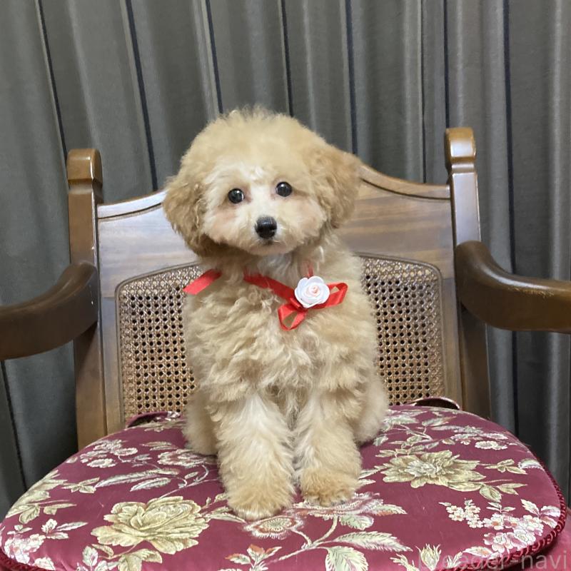 販売中の広島県のタイニープードル-435784の3枚目