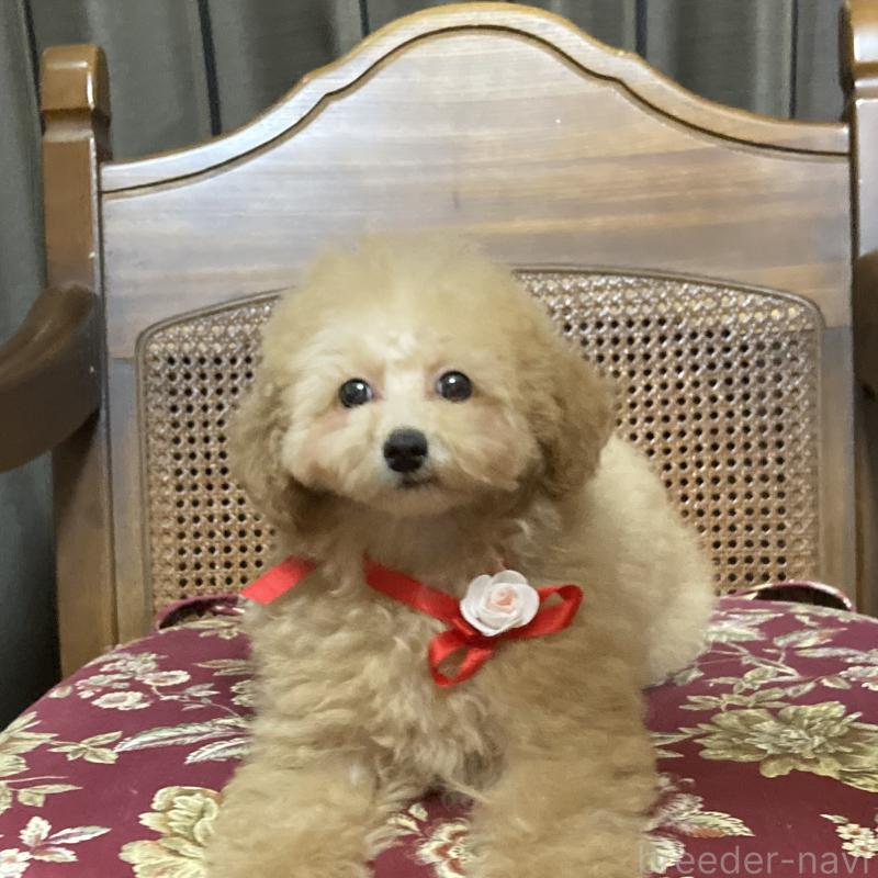 販売中の広島県のタイニープードル-435784の2枚目