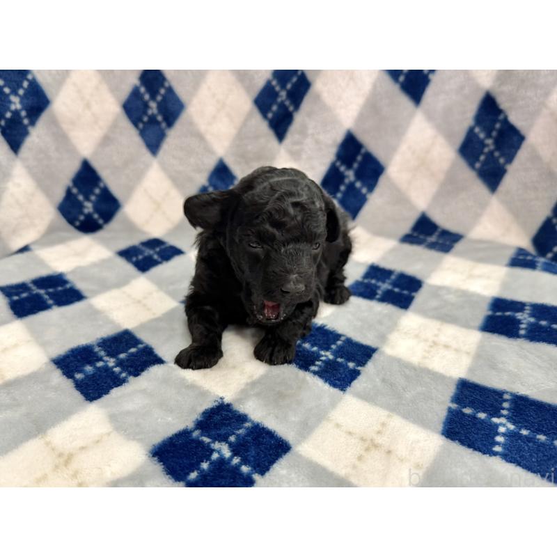 販売中の愛知県のトイプードル-445561の32枚目