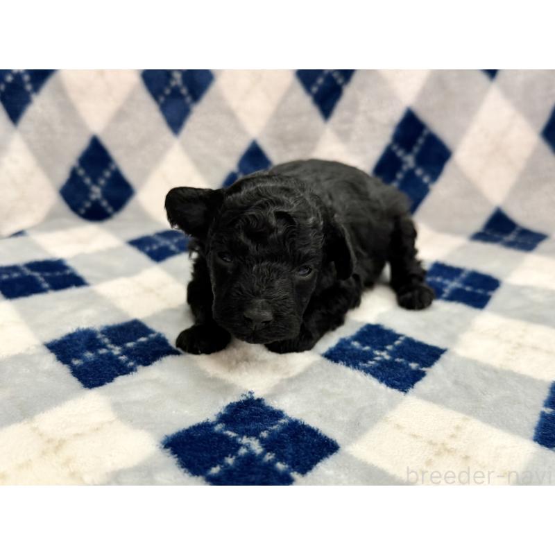 販売中の愛知県のトイプードル-445561の31枚目