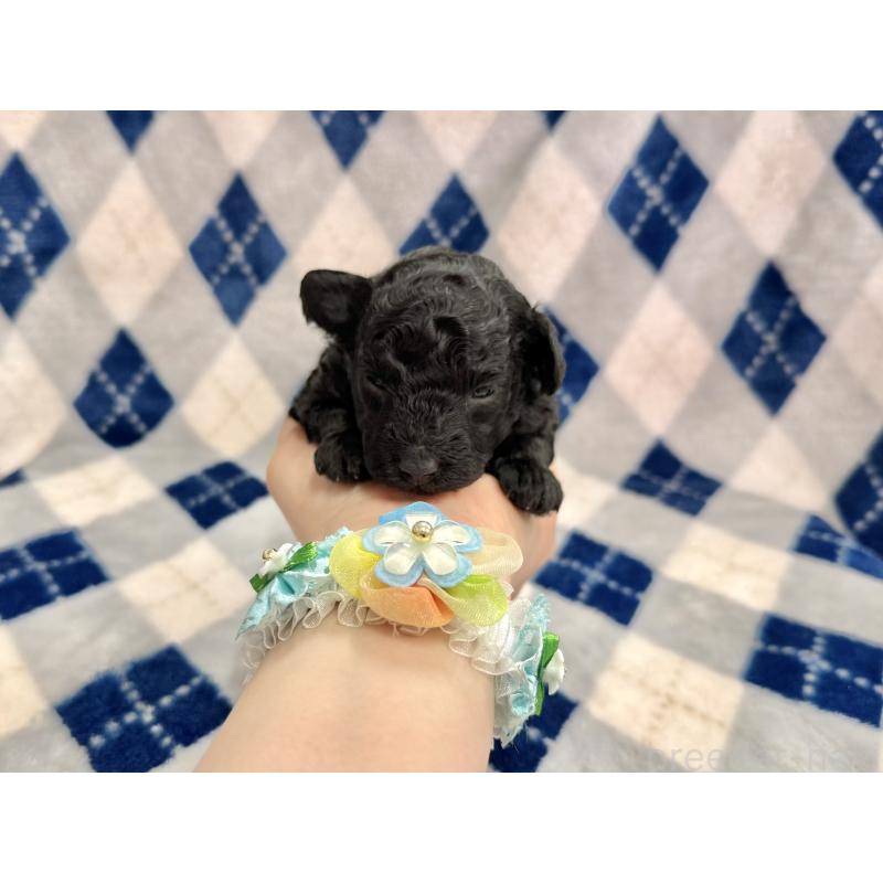 販売中の愛知県のトイプードル-445561の30枚目