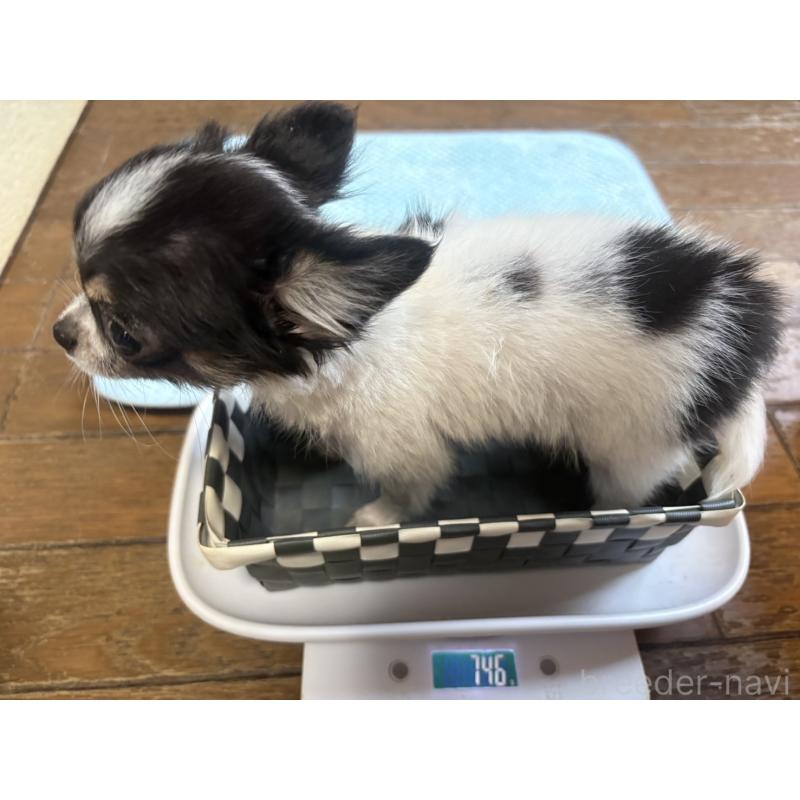 販売中の滋賀県のチワワ(ロングコート)-443255の3枚目