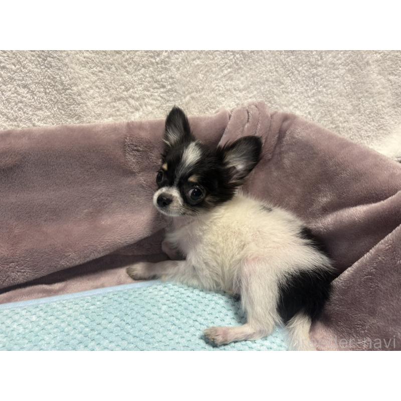 販売中の滋賀県のチワワ(ロングコート)-443255の2枚目