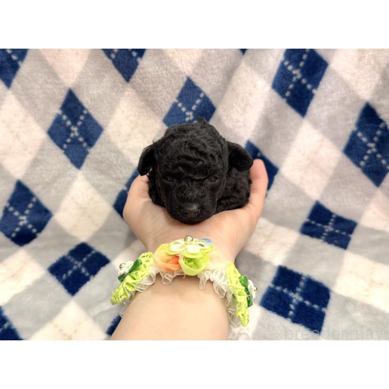 販売中の愛知県のトイプードル-445563の28枚目