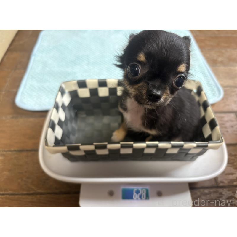 販売中の滋賀県のチワワ(ロングコート)-445186の4枚目