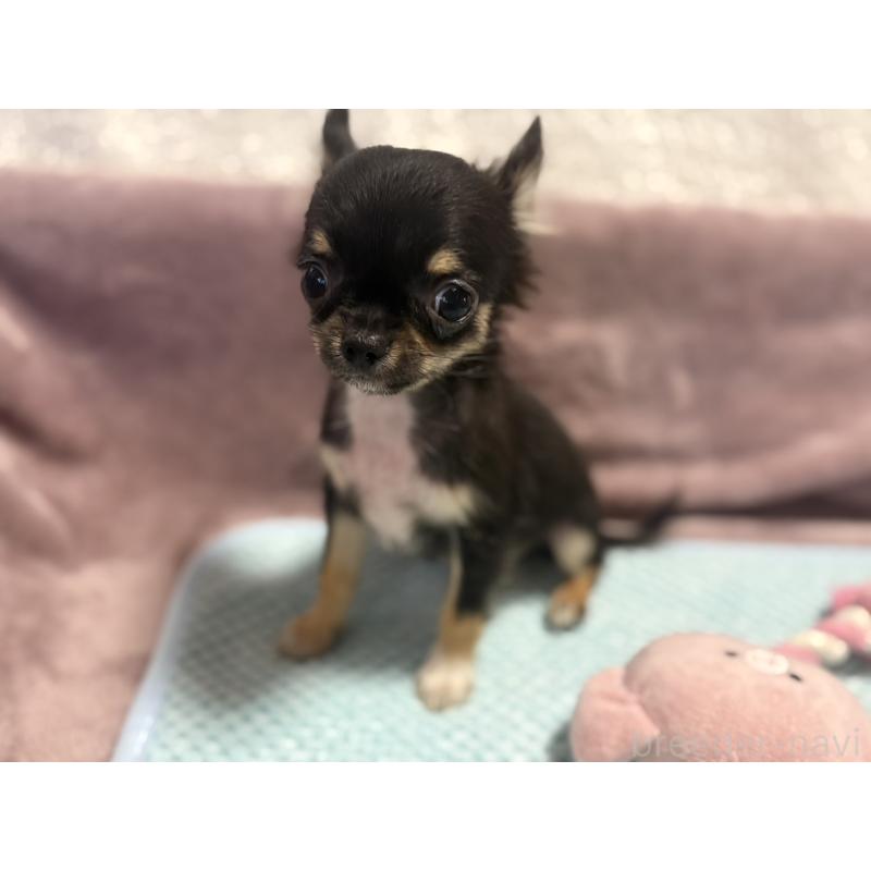 販売中の滋賀県のチワワ(ロングコート)-445186の3枚目