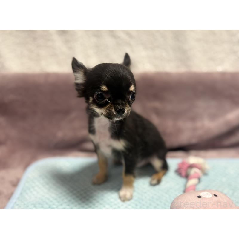 販売中の滋賀県のチワワ(ロングコート)-445186の2枚目