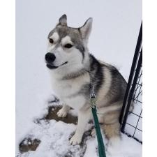 ♀︎シベリアンハスキー