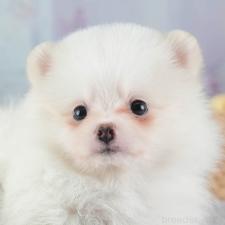 ♀︎ポメラニアン